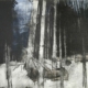 Frank Degelow